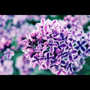 Meet your Posher, Shayna